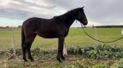 Entier - Lusitanien - 3 ans - Dressage 