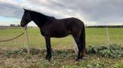 Entier - Lusitanien - 3 ans - Dressage 