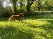 Hongre souche Quismy des Vaux