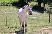 Très joli Poney Hors cote 