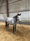 Poney de sport 