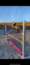 Poney de sport 