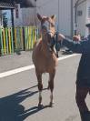 Puledro Paint horse 2anni