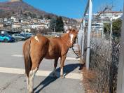 Puledro Paint horse 2anni