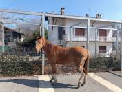 Puledro Paint horse 2anni