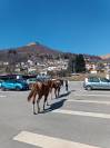 Puledro Paint horse 2anni
