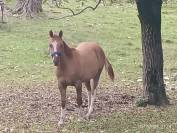 Puledro Paint horse 2anni