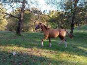 Puledro Paint horse 2anni