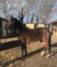 Jument 3 ans ( untouchable 27 x contendro)