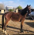 Jument 3 ans ( untouchable 27 x contendro)