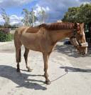 Caballo de salto New Deal G x Mandrin de Balme