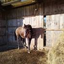 Yearling origines dressage - Oldhup de Sana 