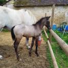 Yearling origines dressage - Oldhup de Sana 