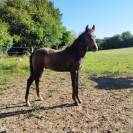 Yearling origines dressage - Oldhup de Sana 