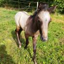 Yearling origines dressage - Oldhup de Sana 