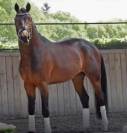 Yearling origines dressage - Oldhup de Sana 