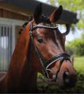 Yearling origines dressage - Oldhup de Sana 