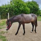 Yearling origines dressage - Oldhup de Sana 