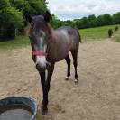 Yearling origines dressage - Oldhup de Sana 
