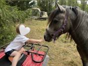 Top Poney Connemara 3 ans 