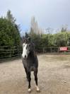 Top Poney Connemara 3 ans 