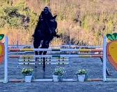 Castrone sella francese 7 anni