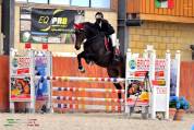 Castrone sella francese 7 anni