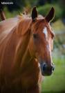 ✨Très joli cheval de sport - Chef de Patrouille✨