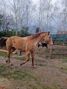 Poulinière appaloosa 