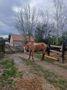 Poulinière appaloosa 