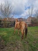 Poulinière appaloosa 