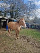 Poulinière appaloosa 