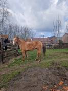 Poulinière appaloosa 