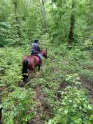 Franches-Montagnes 