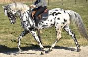 SUBLIME ÉTALON APPALOOSA 