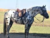 SUBLIME ÉTALON APPALOOSA 