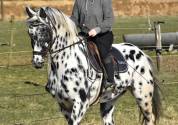 SUBLIME ÉTALON APPALOOSA 