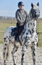 SUBLIME ÉTALON APPALOOSA 