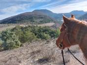 QUARTER HORSE HONGRE 18ans