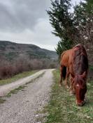 QUARTER HORSE HONGRE 18ans