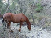 QUARTER HORSE HONGRE 18ans