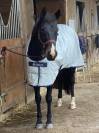 Cheval pour CSO et loisirs