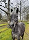 Poney connemara 