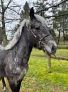 Poney connemara 