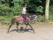 Ponette PRE, 146cm, 4 ans