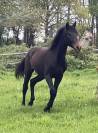 Poulain 2024 SF par Mylord Carthago * Contendro 