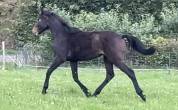 Poulain 2024 SF par Mylord Carthago * Contendro 