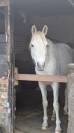 Purebred Arabian Gelding For Sale
