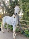 Purebred Arabian Gelding For Sale