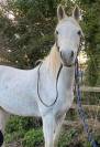 Purebred Arabian Gelding For Sale